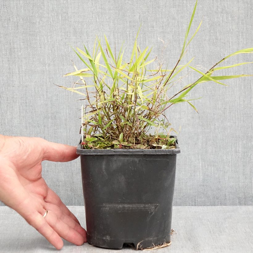 Spécimen de Herbe du Japon - Hakonechloa macra Nicolas Pot de 2L/3L tel que livré en été