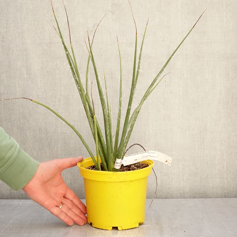 Spécimen de Hesperaloe parviflora Arizona Sunrise - Yucca rouge Pot de 3L/4L tel que livré en hiver