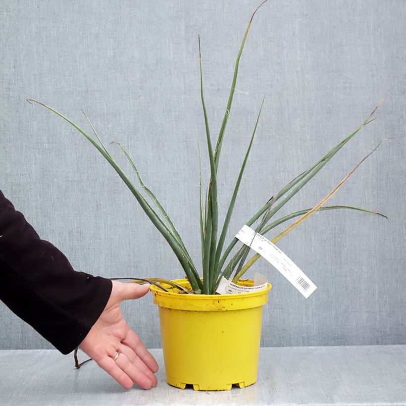 Spécimen de Hesperaloe parviflora Yellow Sun - Yucca rouge Pot de 3L/4L tel que livré en automne