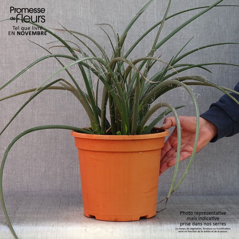 Spécimen de Hesperaloe parviflora - Yucca rouge Pot de 7,5L/10L tel que livré en automne