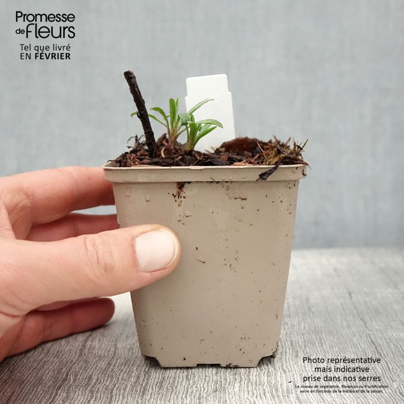 Spécimen de Heterotheca villosa Golden Sunshine - Aster jaune Godet de 8/9 cm tel que livré en hiver