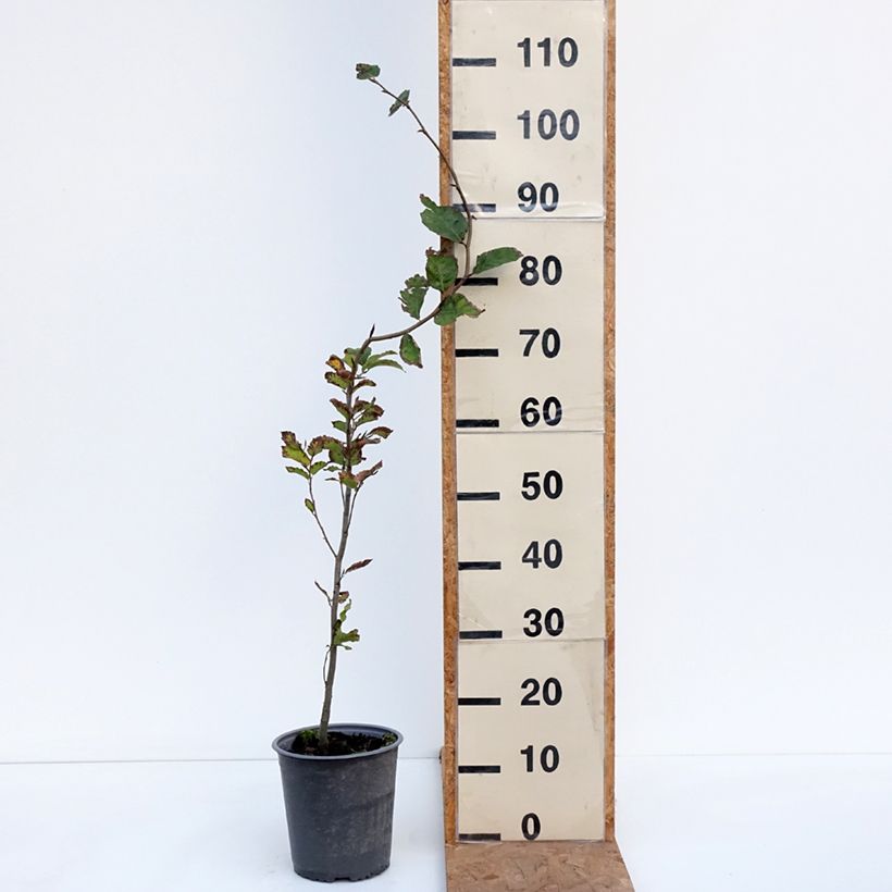 Spécimen de Hêtre commun - Fagus sylvatica Pot de 2L/3L tel que livré en automne