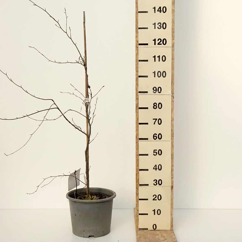 Spécimen de Hêtre pourpre panaché - Fagus sylvatica Purpurea Tricolor Pot de 6L/7L tel que livré en hiver