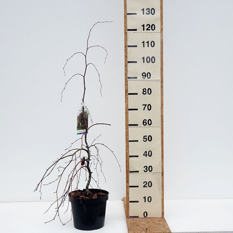 Spécimen de Hêtre pourpre pleureur - Fagus sylvatica Purpurea Pendula Pot de 7,5L/10L tel que livré en automne