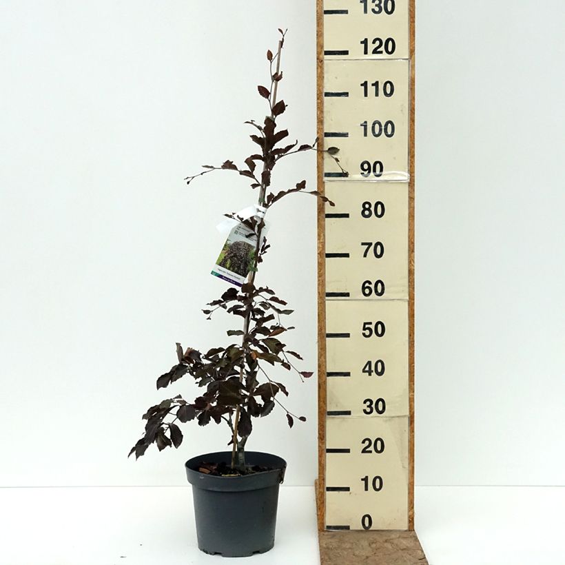 Spécimen de Hêtre pourpre pleureur - Fagus sylvatica Purpurea Pendula Pot de 7,5L/10L tel que livré en été