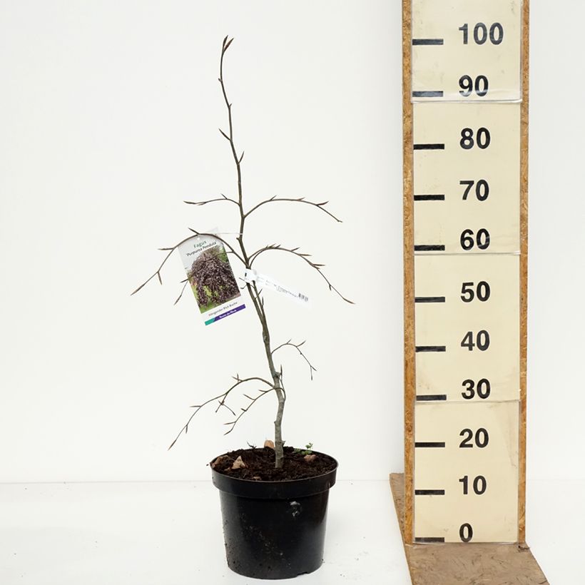 Spécimen de Hêtre pourpre pleureur - Fagus sylvatica Purpurea Pendula Pot de 7,5L/10L tel que livré au printemps