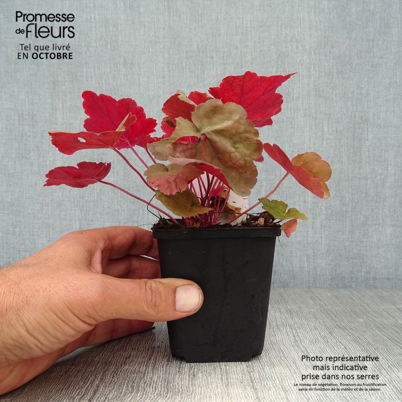 Spécimen de Heuchera Caribbean Sea - Heuchère Godet de 8/9 cm tel que livré en automne