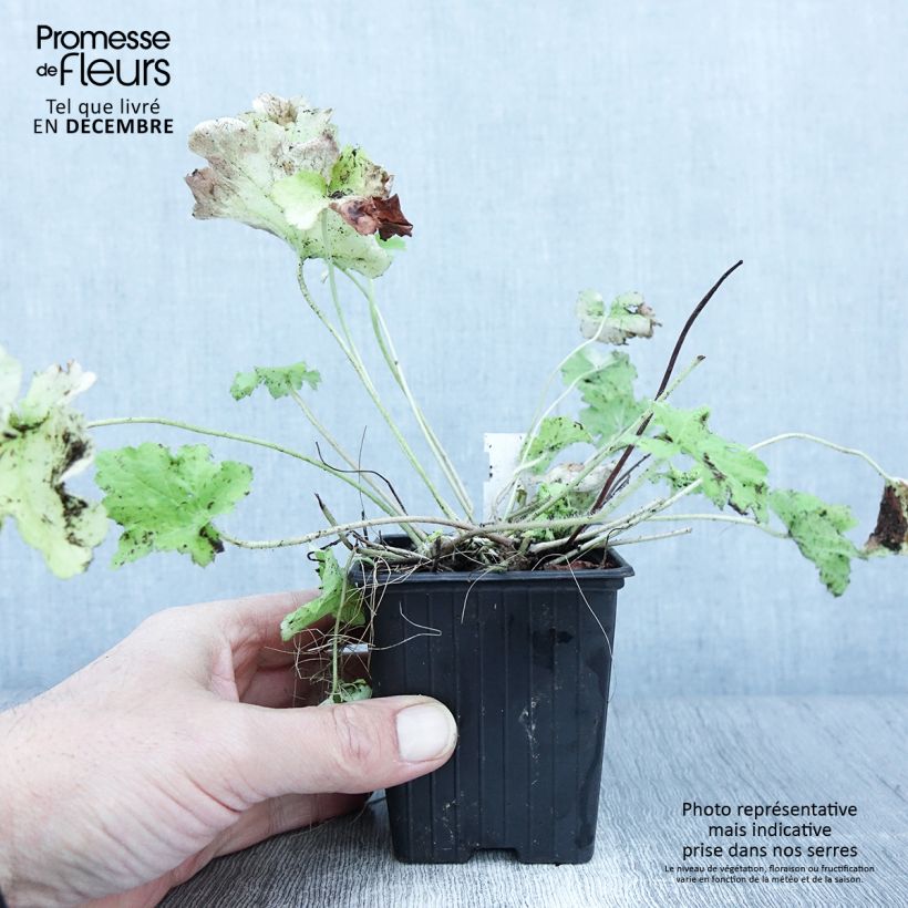 Spécimen de Heuchera citronelle Godet de 8/9 cm tel que livré en automne