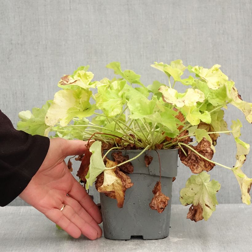 Spécimen de Heuchère - Heuchera Citronelle Pot de 1,5L/2L tel que livré en automne