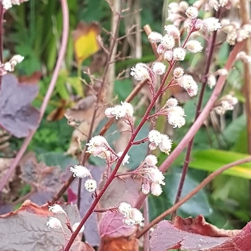 Heuchère Dark Magic (Floraison)