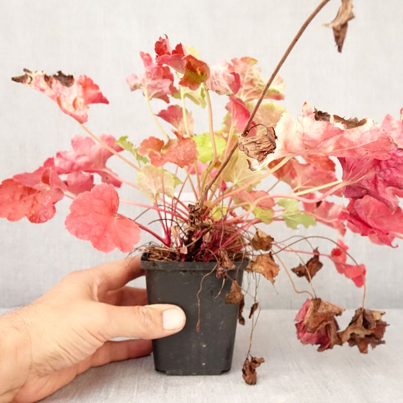 Spécimen de Heuchera Happy Flames - Heuchère Godet de 8/9 cm tel que livré en automne