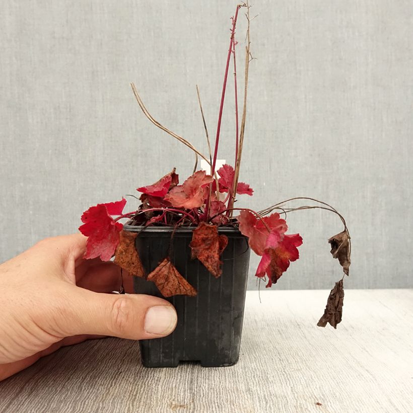 Spécimen de Heuchère Little Cutie Blondie Godet de 8/9 cm tel que livré en automne