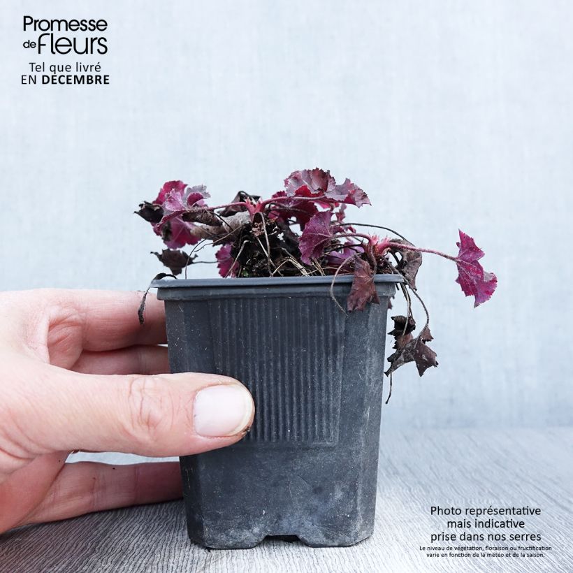 Spécimen de Heuchera micrantha Cappuccino - Heuchère bronze Godet de 8/9 cm tel que livré en automne
