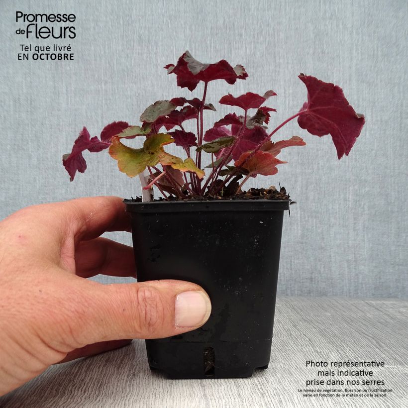 Spécimen de Heuchère pourpre- Heuchera micrantha Palace Purple Godet de 7/8 cm tel que livré en automne