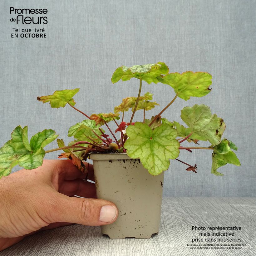 Spécimen de Heuchera mint frost ou menthe glacée Godet de 8/9 cm tel que livré en automne