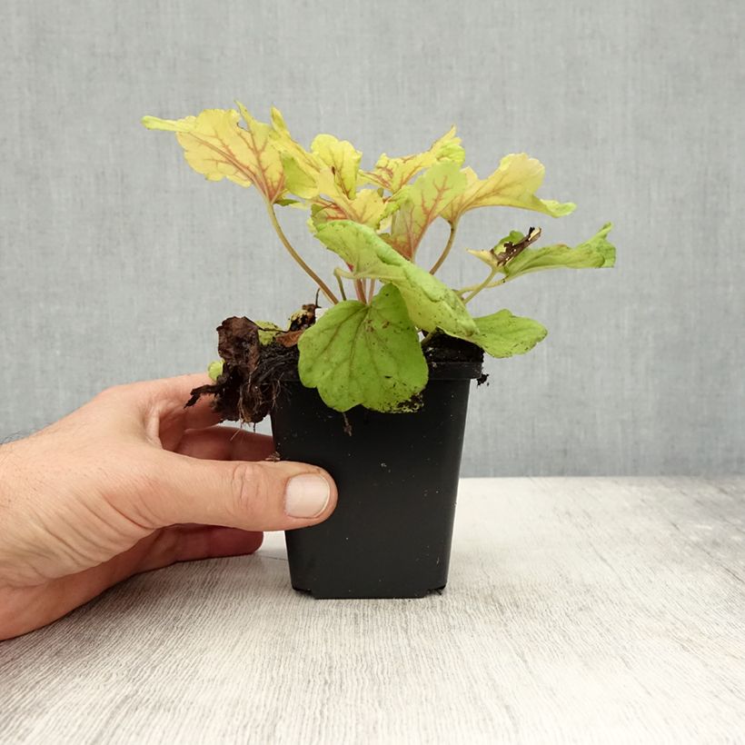 Spécimen de Heuchera Red Lightning - Heuchère Godet de 8/9 cm tel que livré en automne