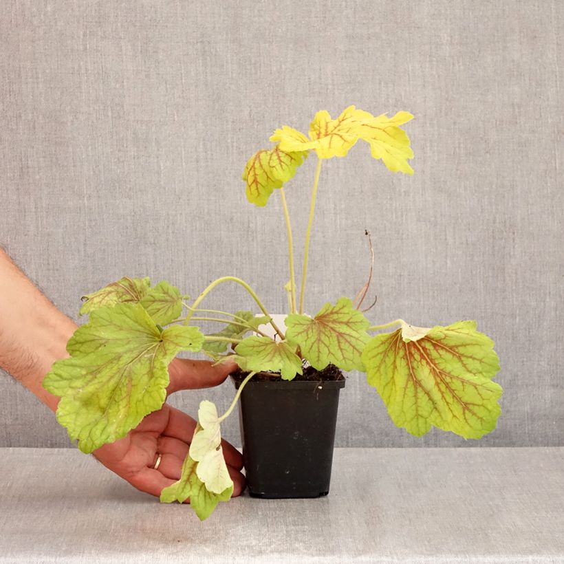 Spécimen de Heuchère - Heuchera Red Lightning  Godet de 8/9 cm tel que livré en été