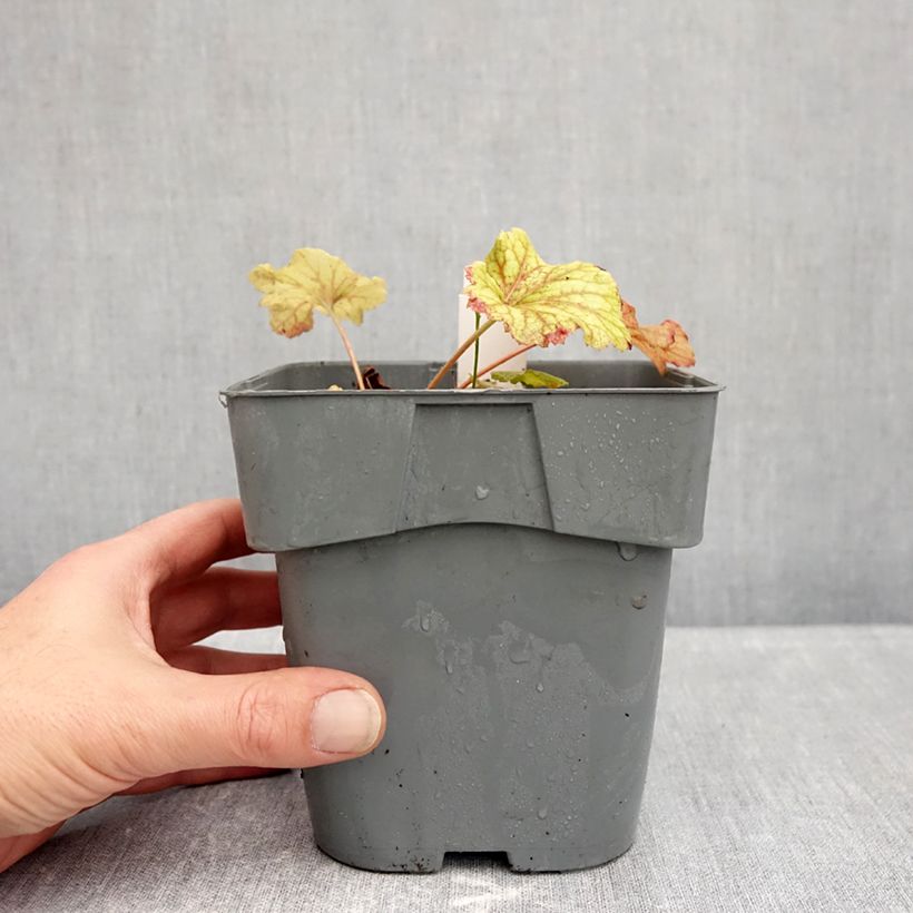Spécimen de Heuchère - Heuchera Red Lightning  Pot de 1,5L/2L tel que livré en automne