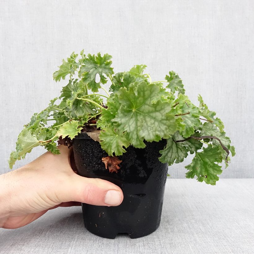 Heuchera Apple Crisp Vaso da 1L/1,5L esemplare consegnato in inverno