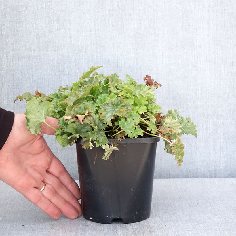 Amostra de Heuchera Apple Crisp Vaso de 1 L/1,5 L tal como entregue na primavera