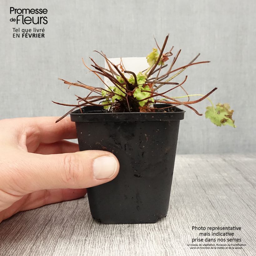 Spécimen de Heuchère Apple Twist Godet de 8/9 cm tel que livré en hiver