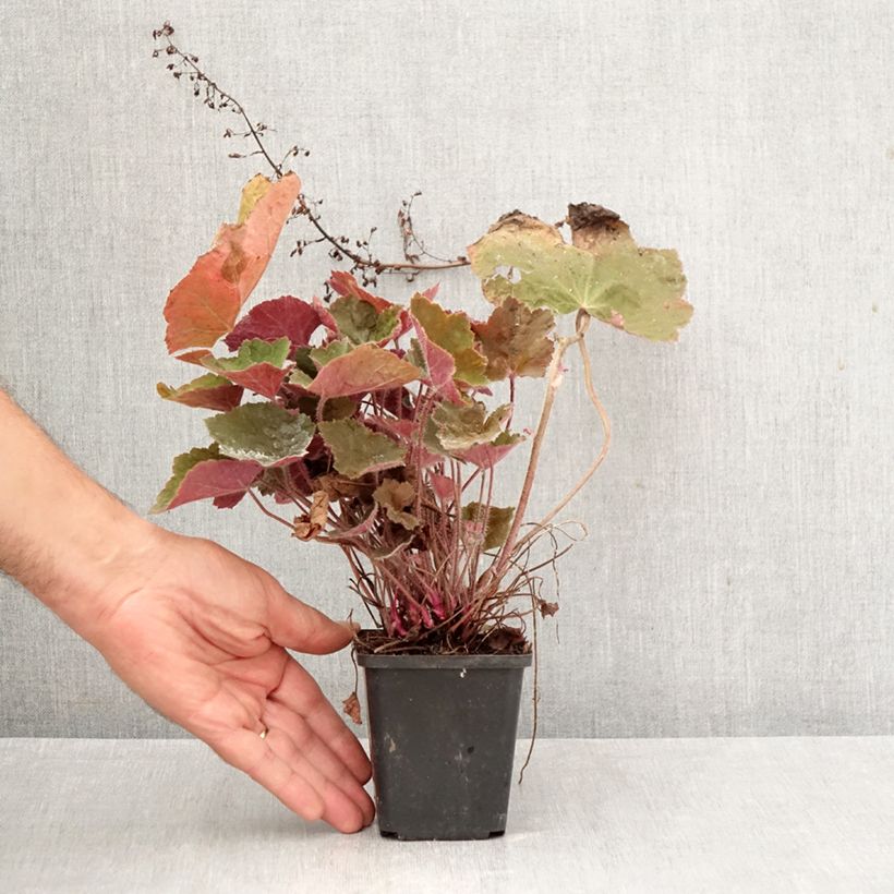Spécimen de Heuchère Brownies Godet de 8/9 cm tel que livré en automne