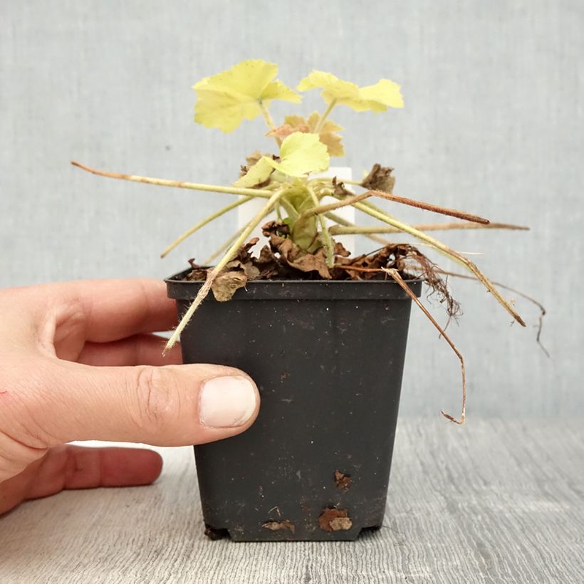 Spécimen de Heuchère Guacamole Godet de 8/9 cm tel que livré au printemps