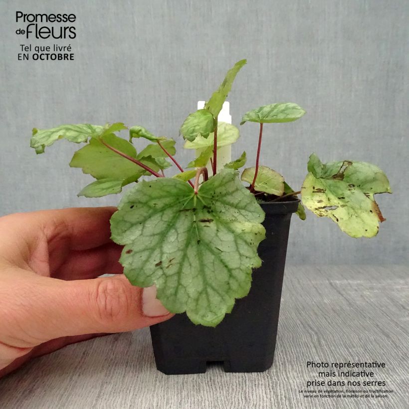 Spécimen de Heuchère - Heuchera americana Dales Strain Godet de 8/9 cm tel que livré en automne