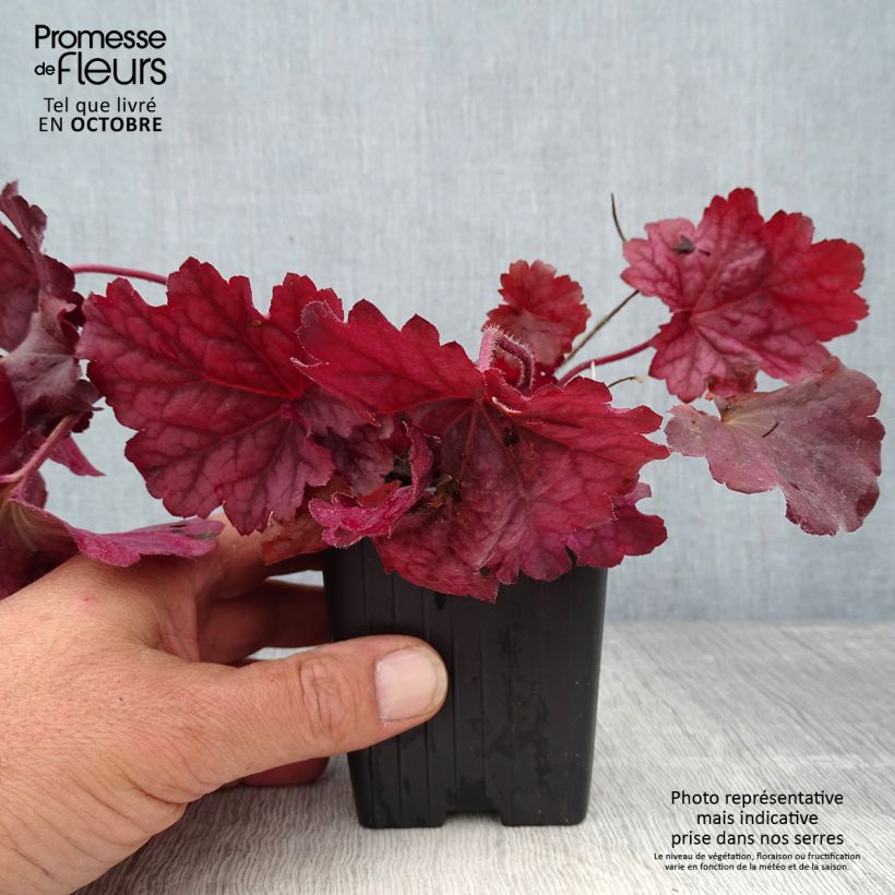 Spécimen de Heuchère - Heuchera Berry Smoothie Godet de 8/9 cm tel que livré en automne