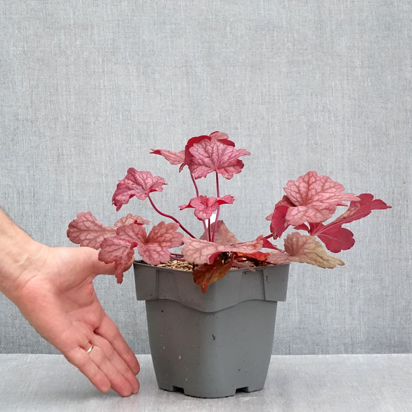 Spécimen de Heuchère - Heuchera Berry Smoothie Pot de 1,5L/2L tel que livré en automne