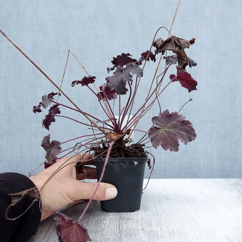 Spécimen de Heuchère - Heuchera Binoche Godet de 8/9 cm tel que livré en automne