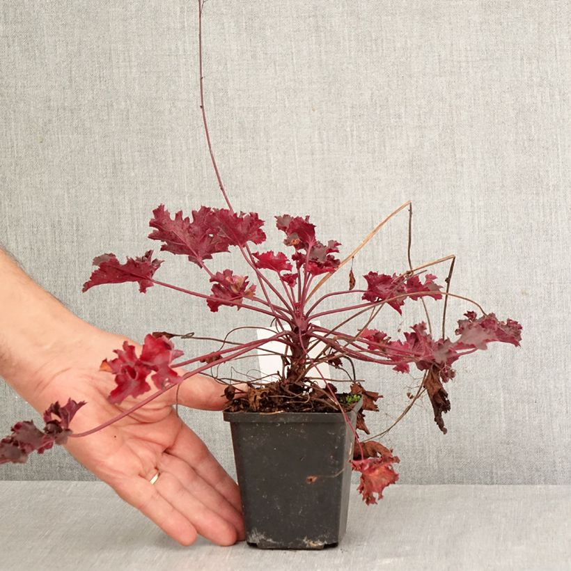Spécimen de Heuchere - Heuchera Black Beauty Godet de 8/9 cm tel que livré en automne