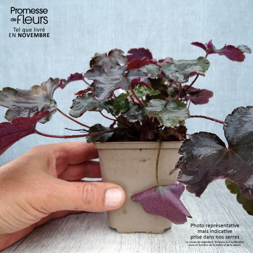 Spécimen de Heuchère - Heuchera Blackout Godet de 8/9 cm tel que livré en automne