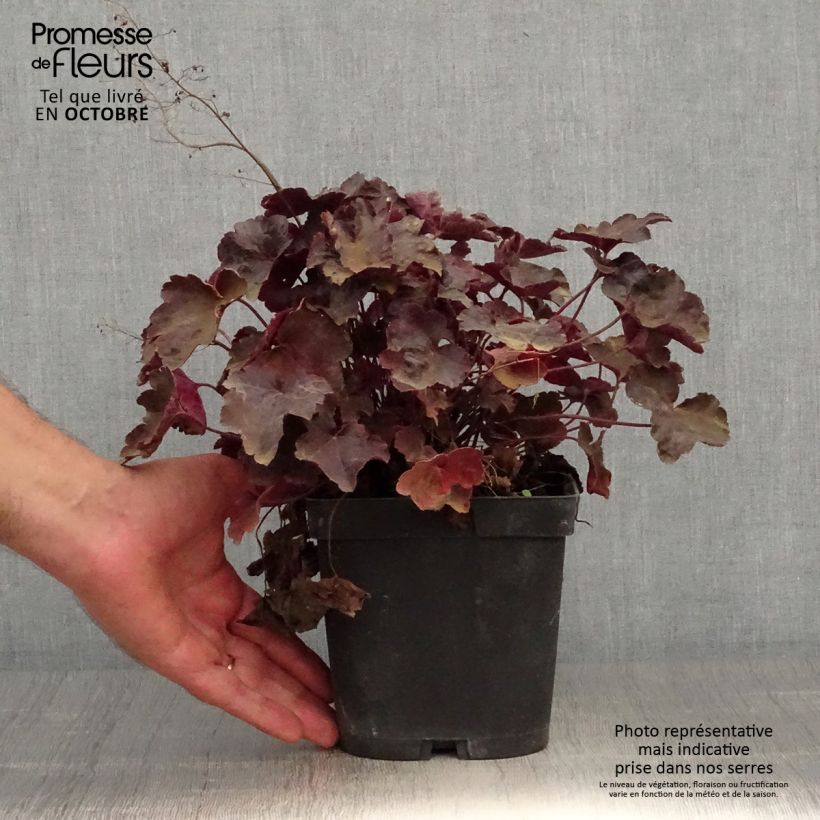 Spécimen de Heuchère - Heuchera Blackout Pot de 2L/3L tel que livré en automne