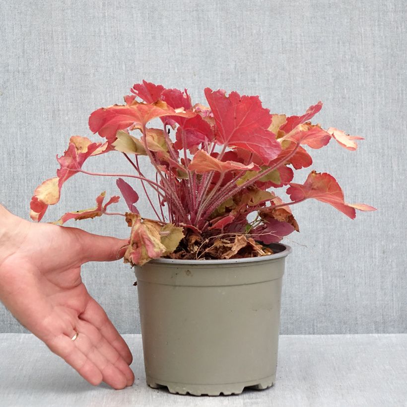 Spécimen de Heuchère - Heuchera Caramel Pot de 2L/3L tel que livré en automne