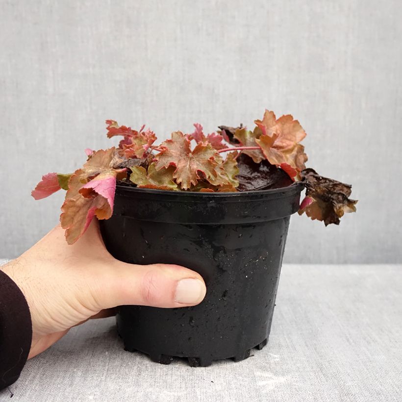 Spécimen de Heuchère - Heuchera Cherry Cola Pot de 1,5L/2L tel que livré en automne