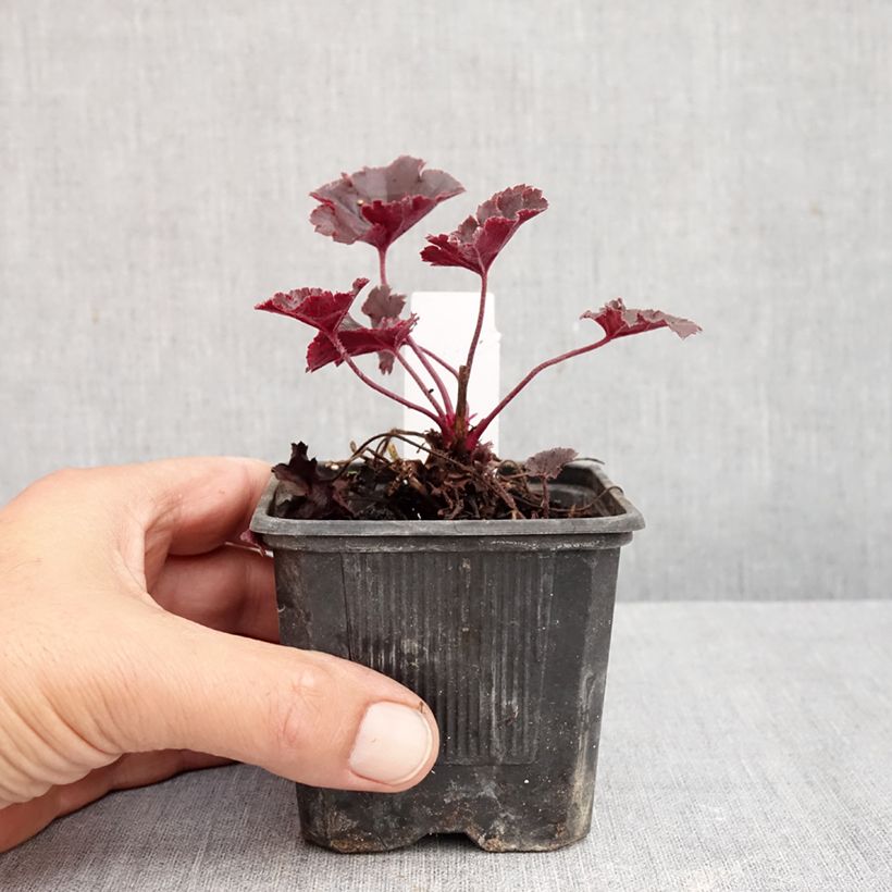 Spécimen de Heuchère, Heuchera Chocolate Ruffle Godet de 8/9 cm tel que livré en automne