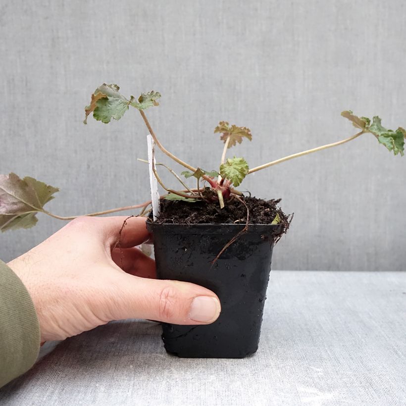 Spécimen de Heuchère, Heuchera Chocolate Ruffle Godet de 8/9 cm tel que livré en hiver