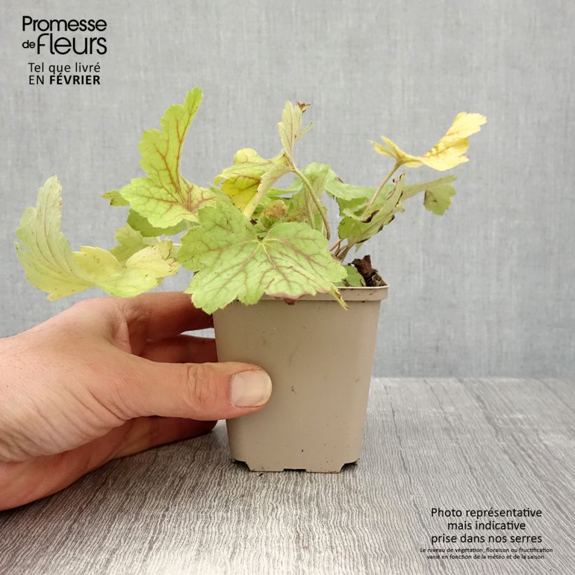Spécimen de Heuchère - Heuchera Electric Lime Godet de 8/9 cm tel que livré en hiver