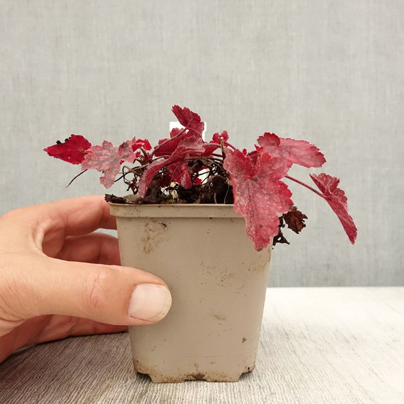 Spécimen de Heuchère - Heuchera Fire Chief Godet de 8/9 cm tel que livré en automne