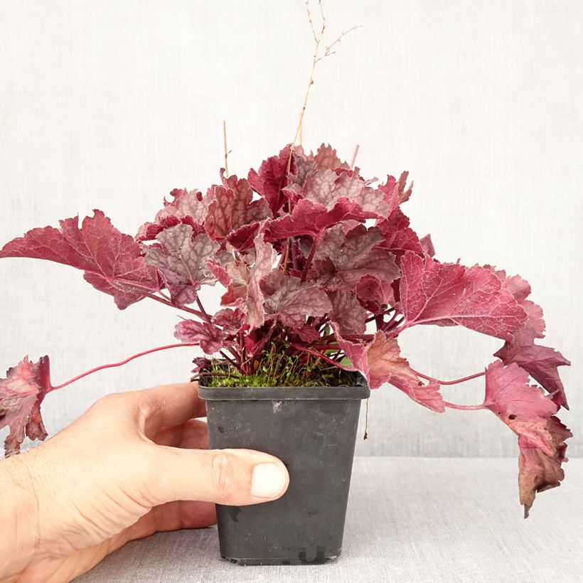 Spécimen de Heuchère - Heuchera Flower Power Godet de 8/9 cm tel que livré en automne