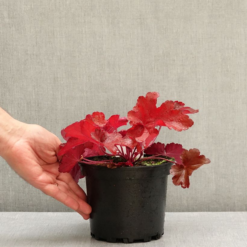 Spécimen de Heuchère - Heuchera Forever Red Pot de 1,5L/2L tel que livré en automne