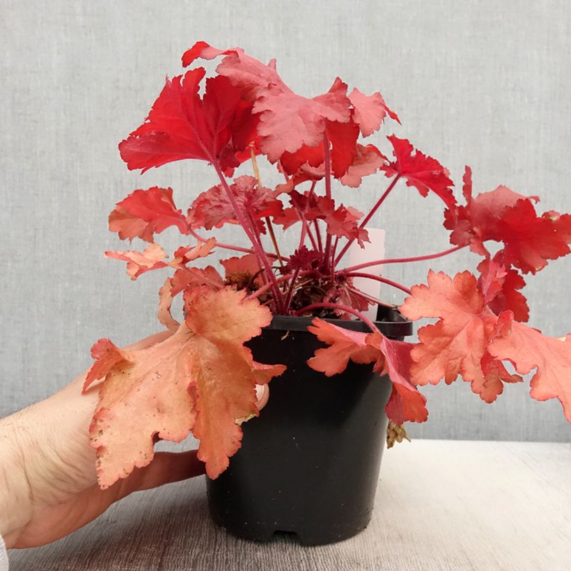 Spécimen de Heuchere - Heuchera Forever Red Pot de 1,5L/2L tel que livré au printemps
