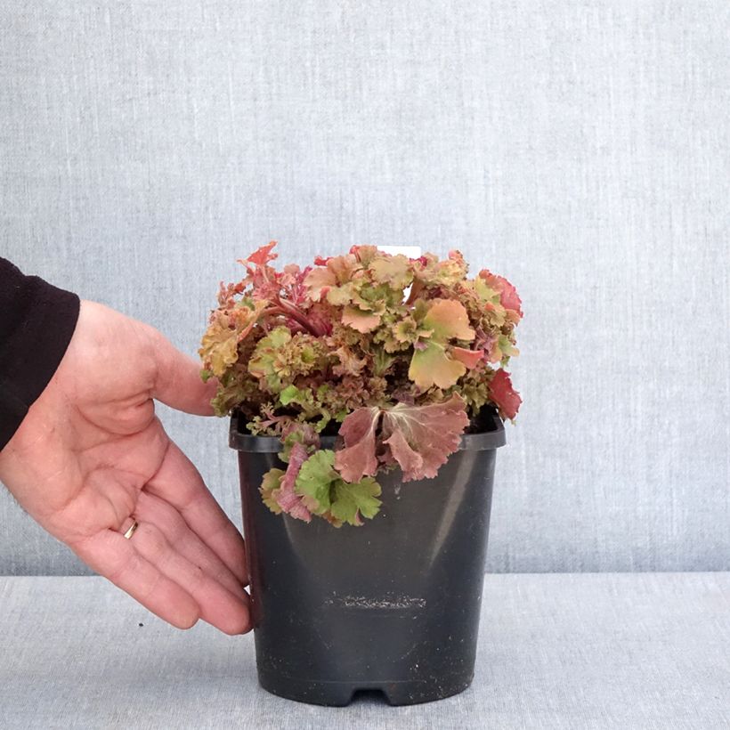 Amostra de Heuchera Frilly Vaso de 1,5 L/2 L tal como entregue na primavera