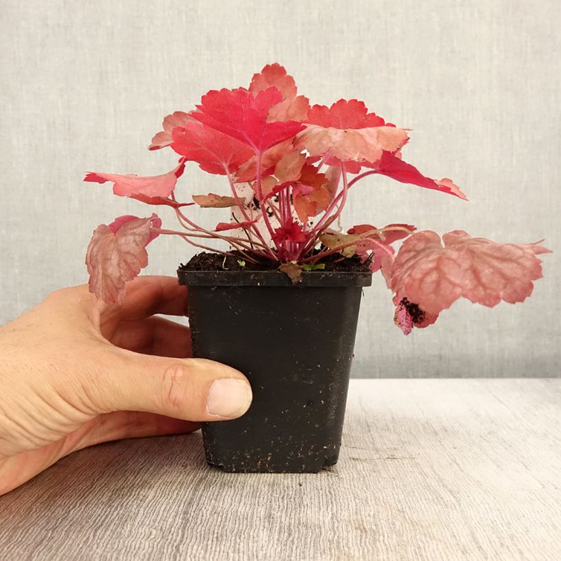 Spécimen de Heuchère, Heuchera Georgia Peach Godet de 8/9 cm tel que livré en automne