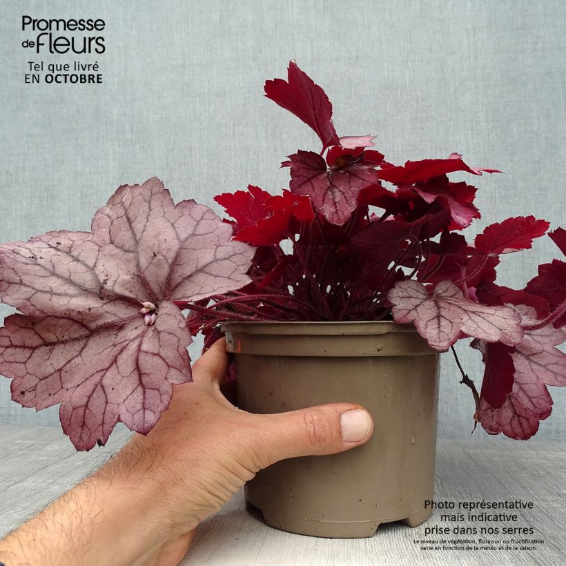 Spécimen de Heuchère - Heuchera Georgia Plum Pot de 2L/3L tel que livré en automne