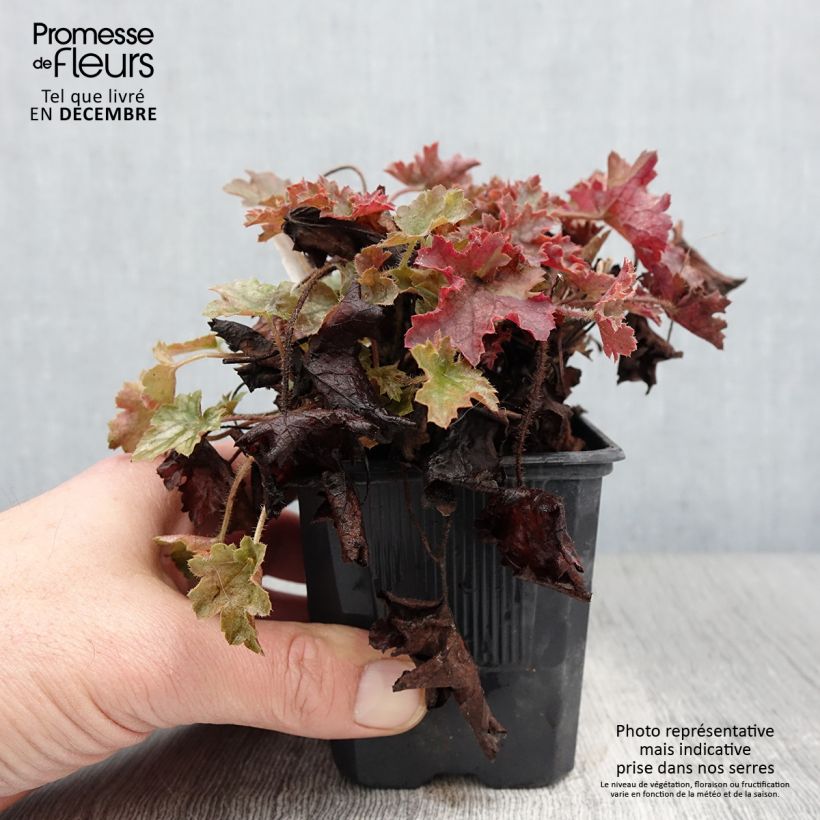 Spécimen de Heuchère - Heuchera Ginger Ale Godet de 8/9 cm tel que livré en automne