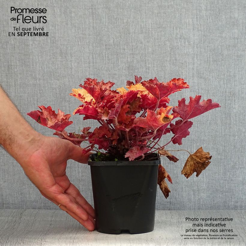 Spécimen de Heuchère - Heuchera Ginger Peach Pot de 1L/1,5L tel que livré en été