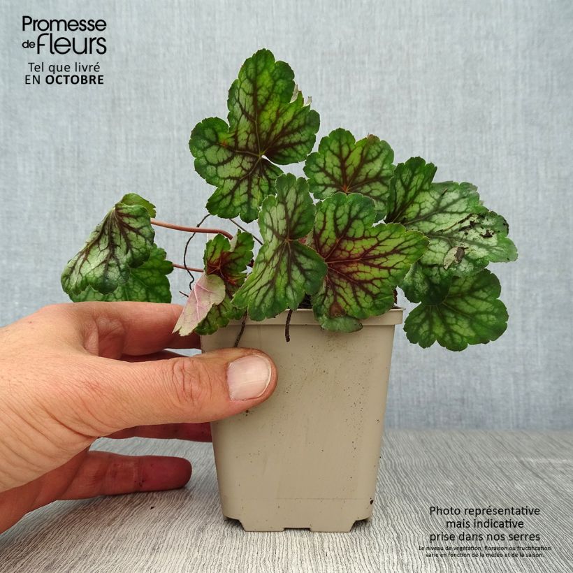 Spécimen de Heuchère - Heuchera Green Spice Godet de 8/9 cm tel que livré en automne