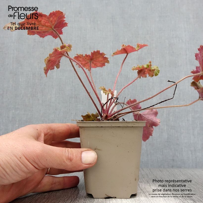 Spécimen de Heuchère - Heuchera Kassandra Godet de 8/9 cm tel que livré en hiver